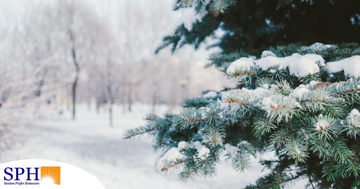 A tree and road are covered in snow representing winter and the senior safety that should be prioritized during the season.